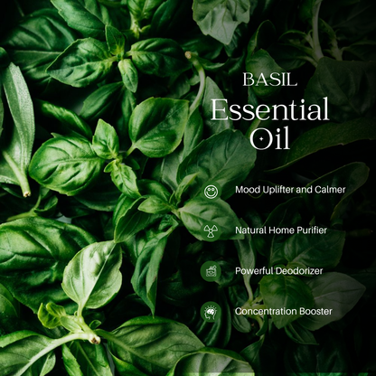 Basil Essential Oil - 1000 G