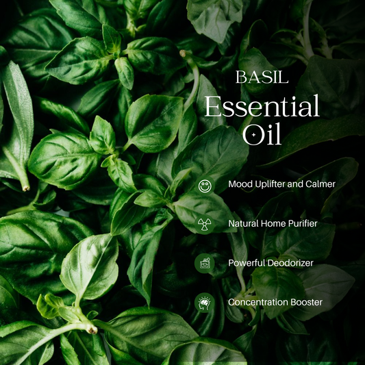 Basil Essential Oil - 100 ml