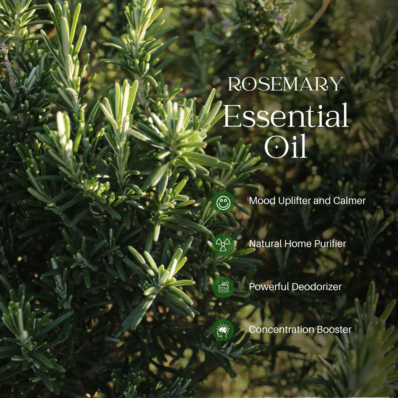 Rosemary Essential Oil - 500 ml