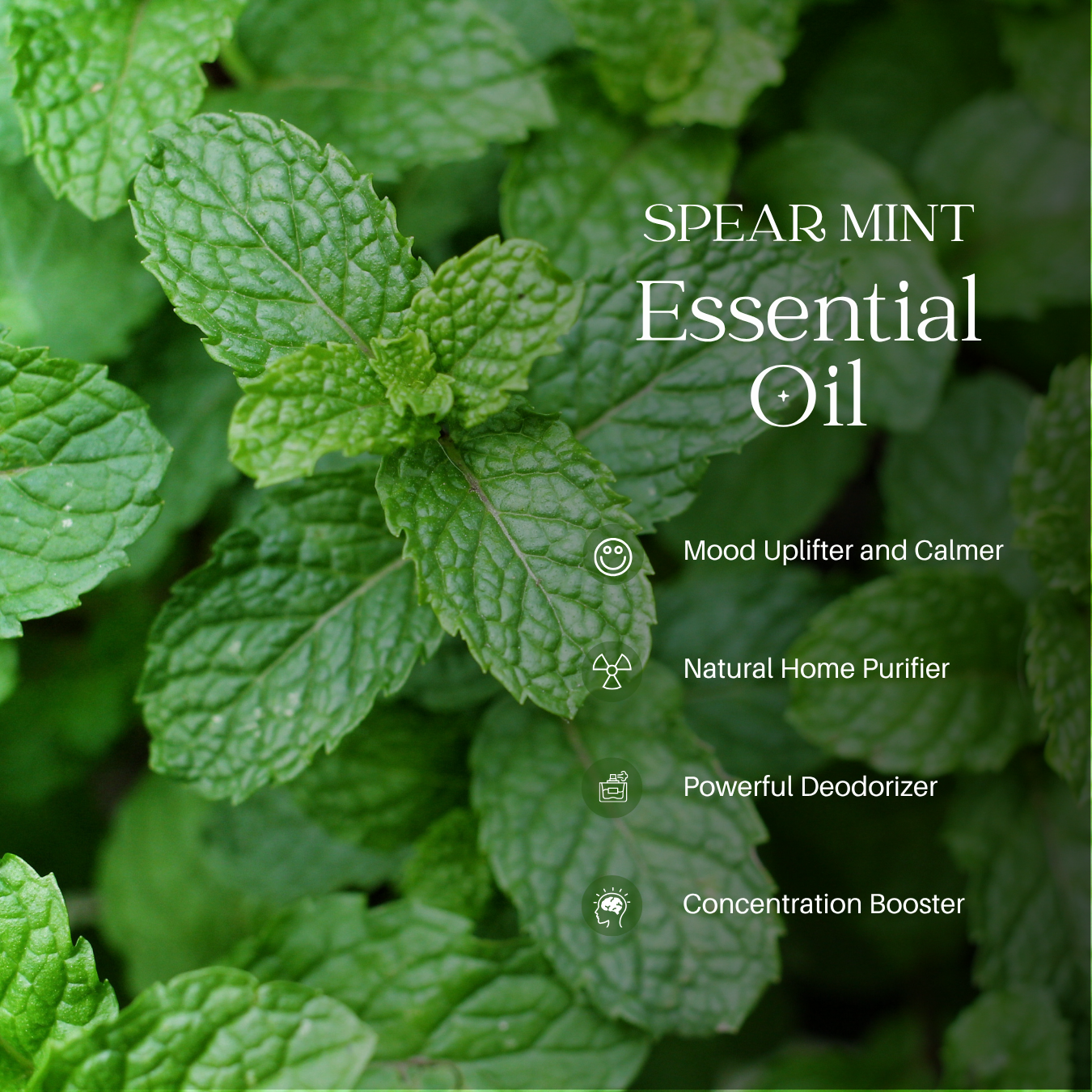 Spearmint Essential Oil - 1000 G