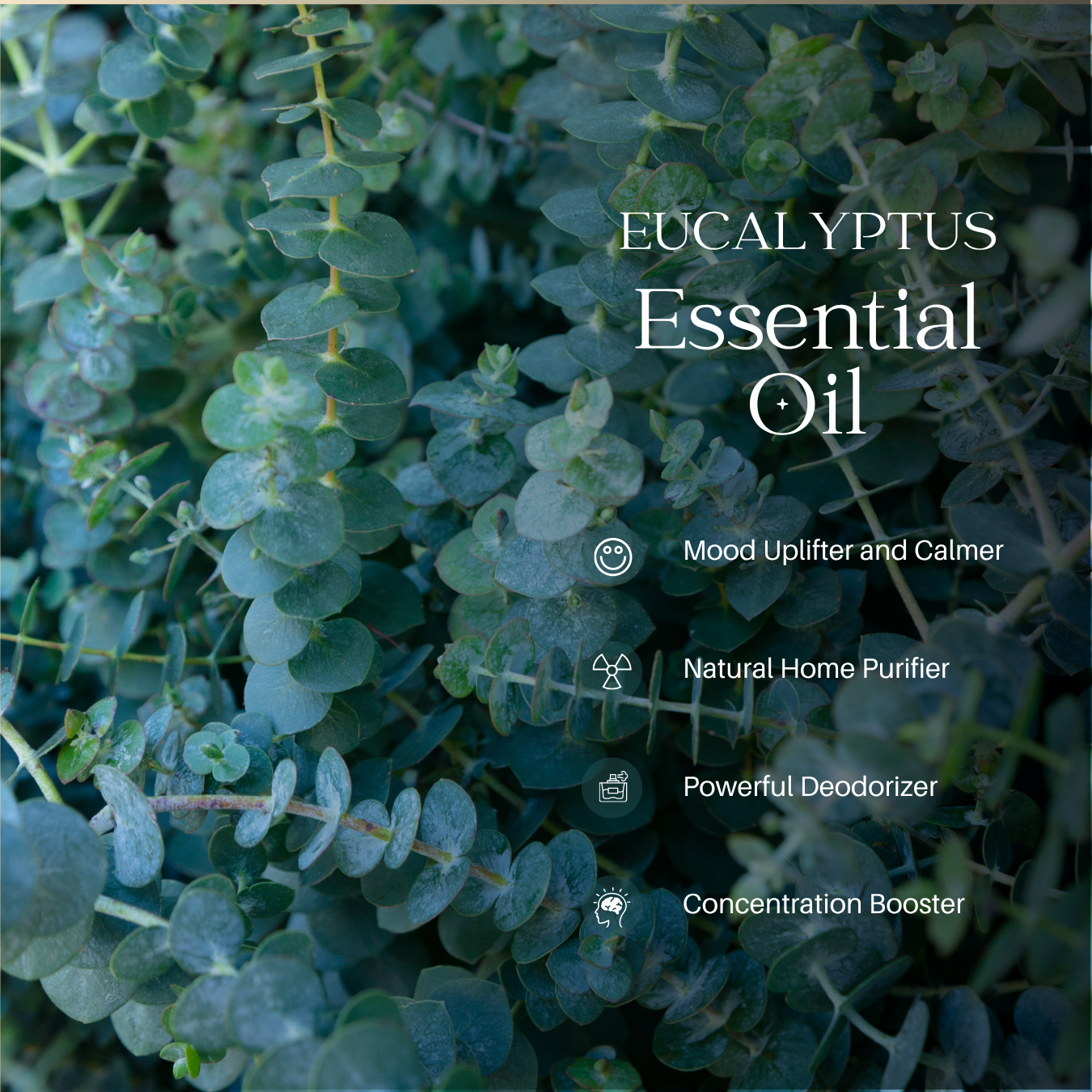 Eucalyptus Essential Oil - 100ml