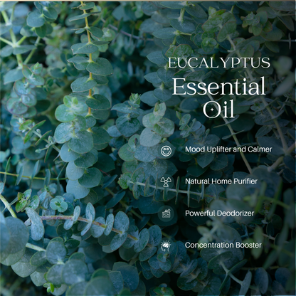 Eucalyptus Essential Oil - 1000 G