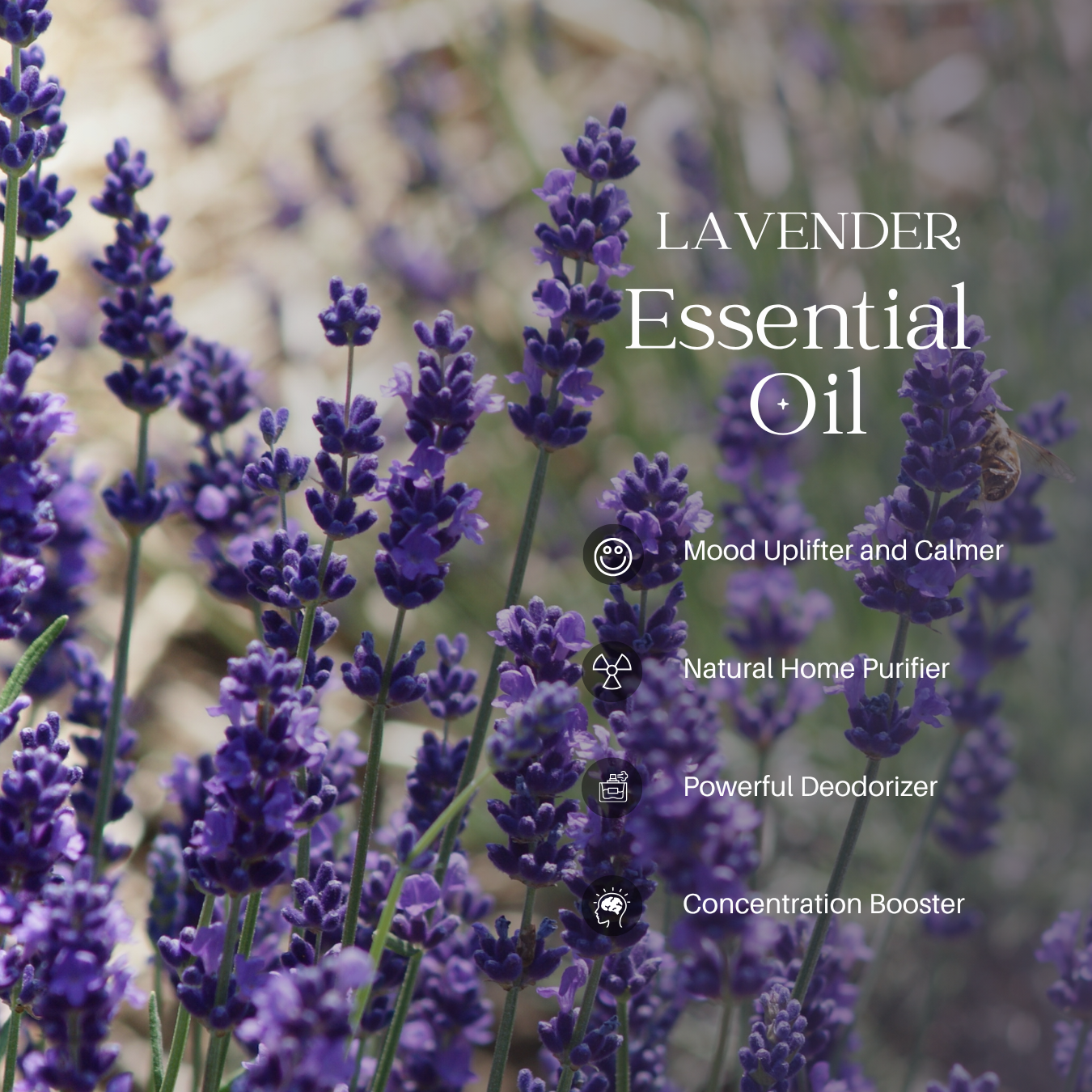 Lavender Essential Oil - 100ml