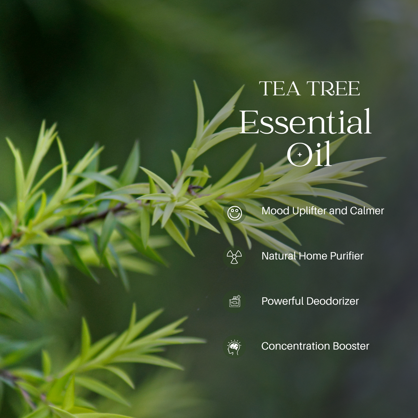 Tea Tree Essential Oil - 100ml