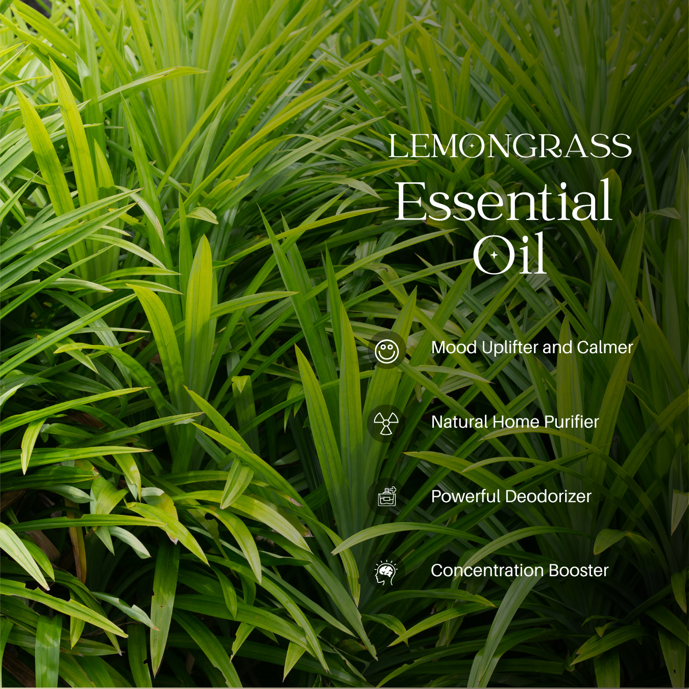 Lemongrass Essential Oil - 1000 G